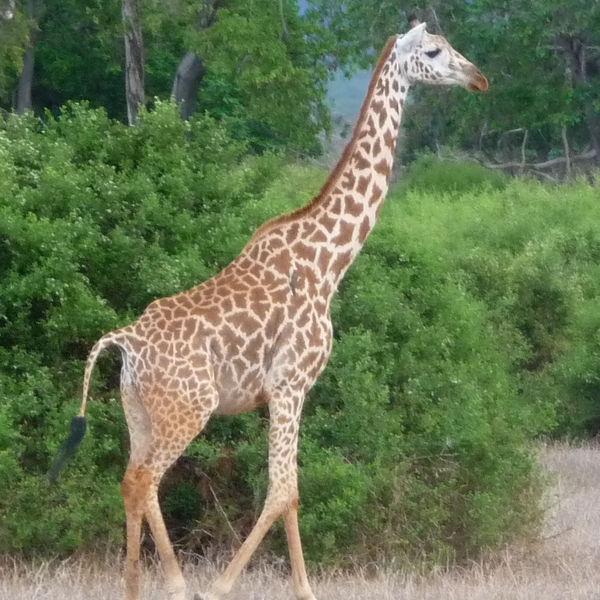 Kenia Nov. 2010 (58).JPG