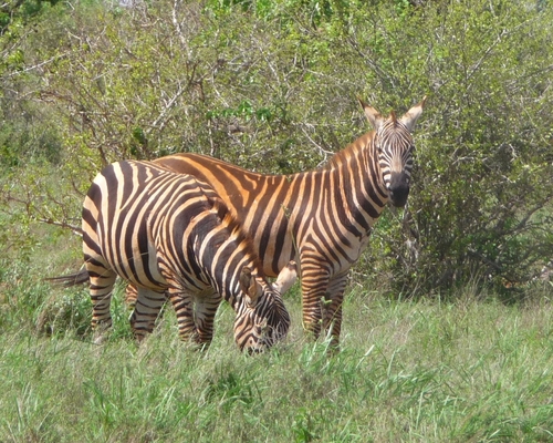 Kenia Nov. 2010 (30).JPG