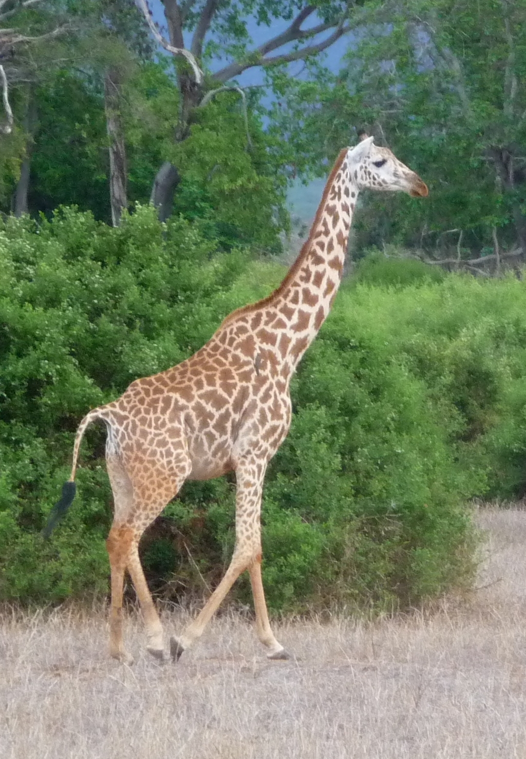 Kenia Nov. 2010 (58).JPG