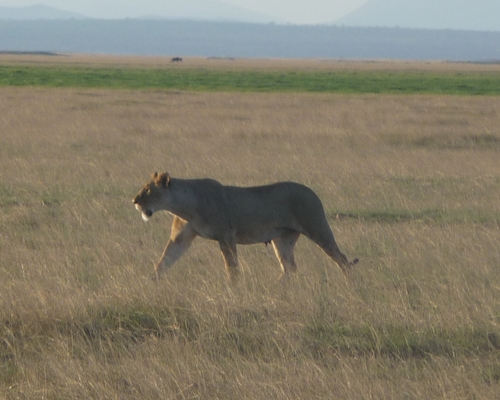 Kenia Nov. 2010 (118).JPG